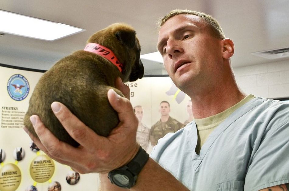 Veterinario Veterinario