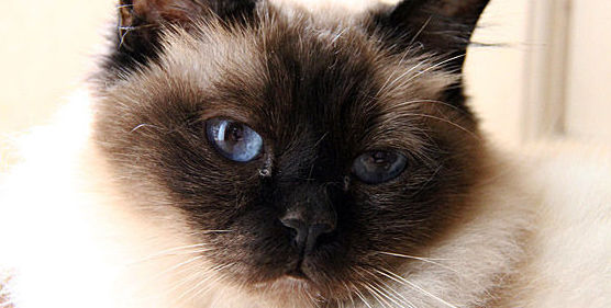 Vacunación de gatos Vacunación de gatos