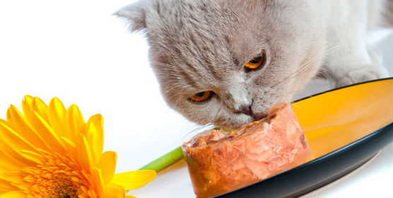 Alimentación para animales Alimentación para animales