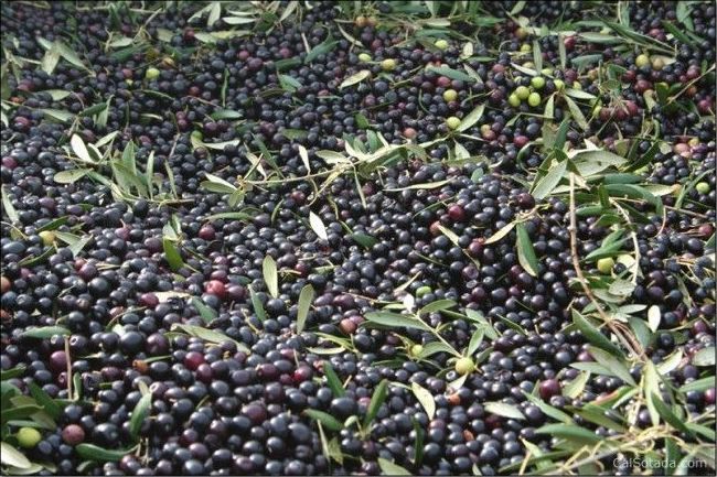 Recolección Aceitunas 2016/2017: Servicios de ASESORES ARROYO DEL OJANCO Recolección Aceitunas 2016/2017: Servicios de ASESORES ARROYO DEL OJANCO