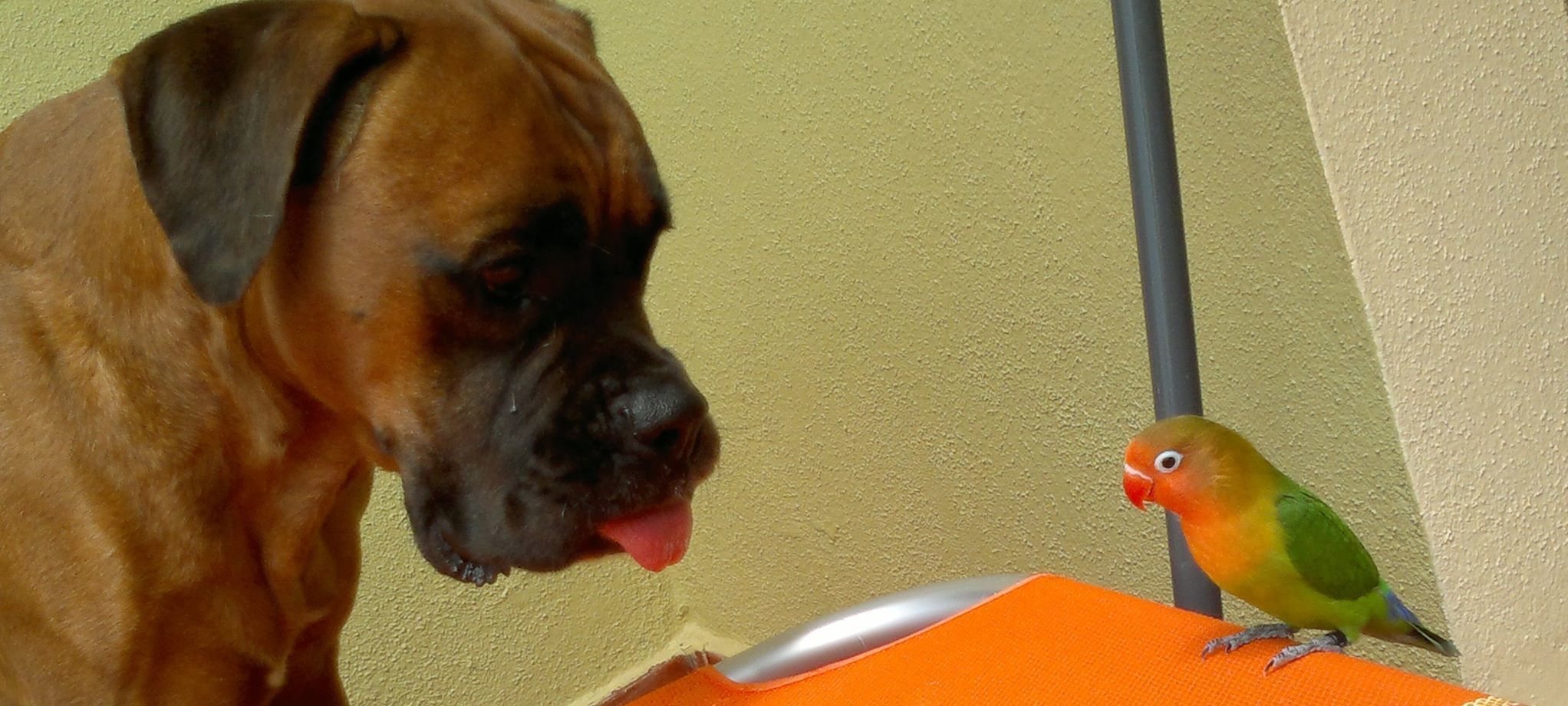 Áreas de actuación: Servicios de Clinica Veterinaria Exotia Santa Ursula Áreas de actuación: Servicios de Clinica Veterinaria Exotia Santa Ursula