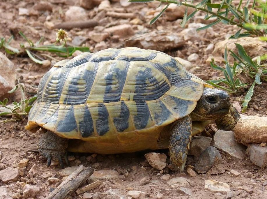 Guía de los cuidados de tortugas de tierra