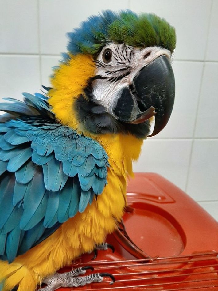 Áreas de actuación: Servicios de Clinica Veterinaria Exotia Santa Ursula Áreas de actuación: Servicios de Clinica Veterinaria Exotia Santa Ursula