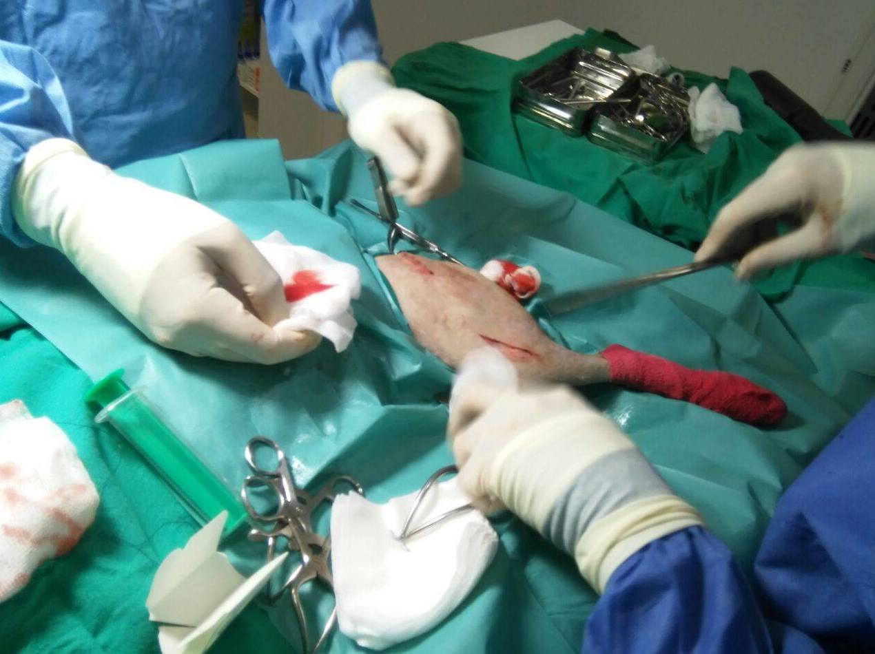 Cirugía: Servicios de Clinica Veterinaria Exotia Santa Ursula