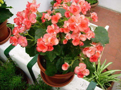 Plantas: Productos de ARTE Y JARDIN Plantas: Productos de ARTE Y JARDIN