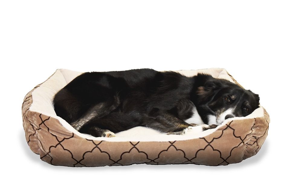 Confort: Productos y Servicios de Mundo Mascota Confort: Productos y Servicios de Mundo Mascota