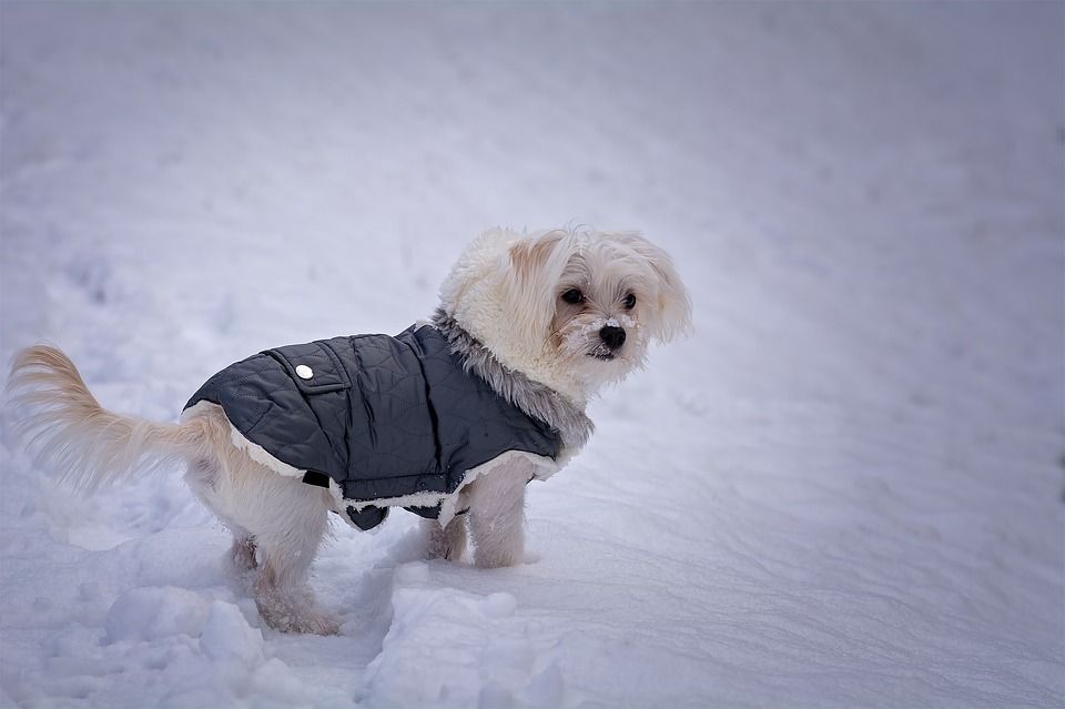 Moda: Productos y Servicios de Mundo Mascota Moda: Productos y Servicios de Mundo Mascota