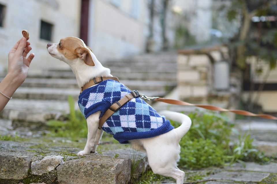 Moda: Productos y Servicios de Mundo Mascota Moda: Productos y Servicios de Mundo Mascota