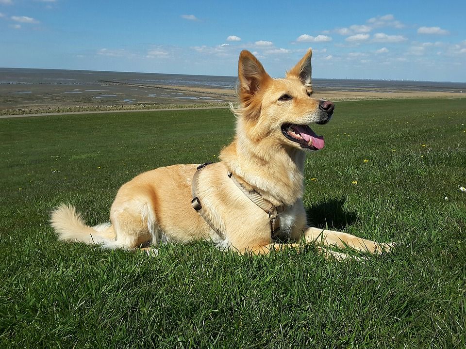 Adiesramaiento: Productos y Servicios de Mundo Mascota Adiesramaiento: Productos y Servicios de Mundo Mascota