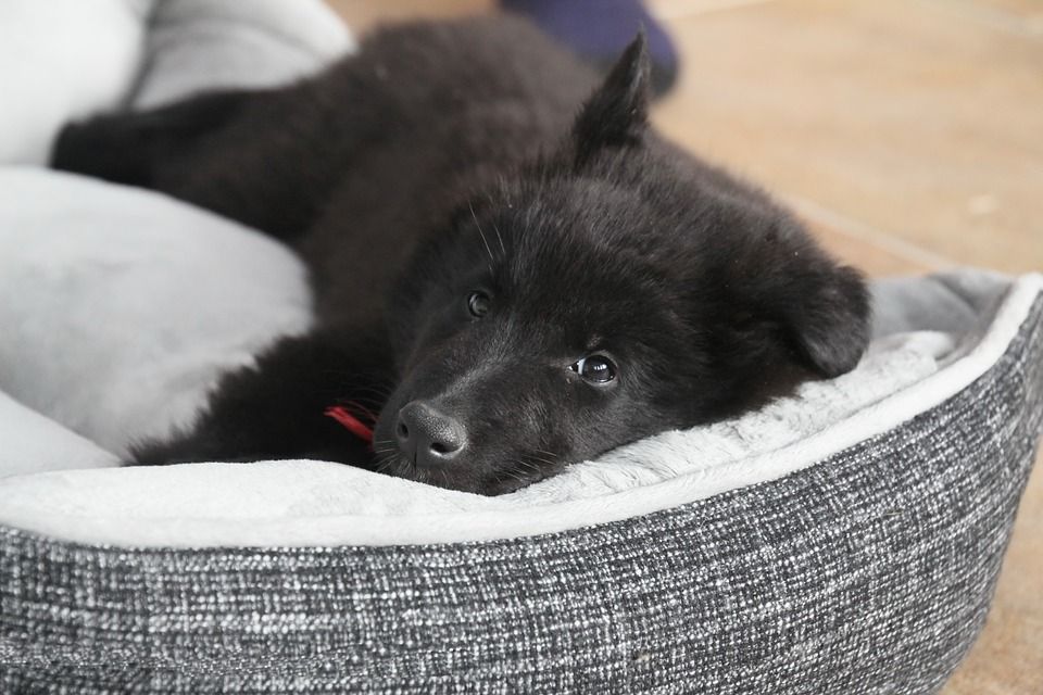 Confort: Productos y Servicios de Mundo Mascota Confort: Productos y Servicios de Mundo Mascota