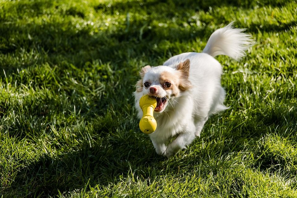 Juguetes: Productos y Servicios de Mundo Mascota Juguetes: Productos y Servicios de Mundo Mascota
