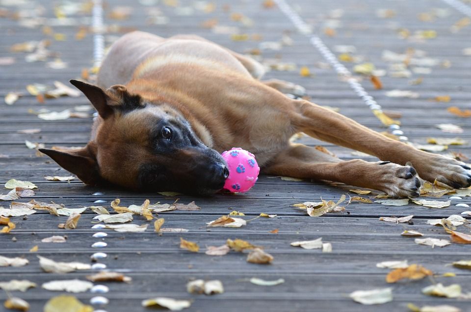 Juguetes: Productos y Servicios de Mundo Mascota Juguetes: Productos y Servicios de Mundo Mascota