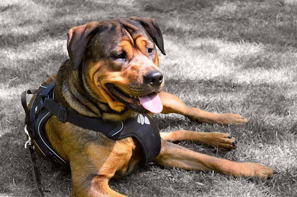 Adiesramaiento: Productos y Servicios de Mundo Mascota Adiesramaiento: Productos y Servicios de Mundo Mascota