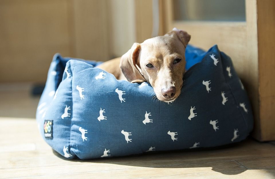 Confort: Productos y Servicios de Mundo Mascota Confort: Productos y Servicios de Mundo Mascota