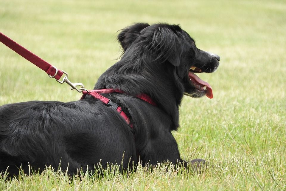 Paseo: Productos y Servicios de Mundo Mascota Paseo: Productos y Servicios de Mundo Mascota
