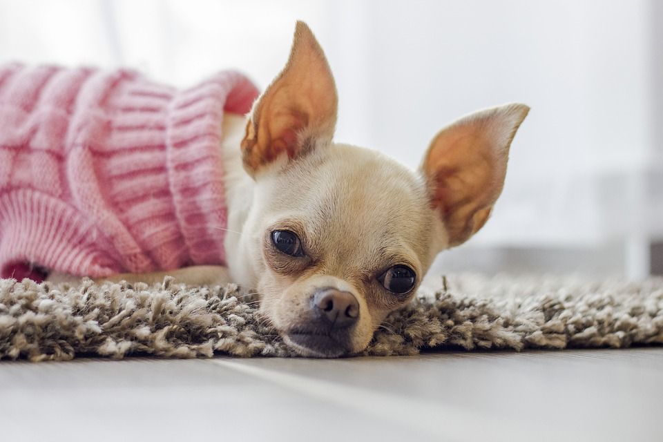 Moda: Productos y Servicios de Mundo Mascota Moda: Productos y Servicios de Mundo Mascota