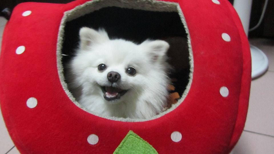 Confort: Productos y Servicios de Mundo Mascota Confort: Productos y Servicios de Mundo Mascota