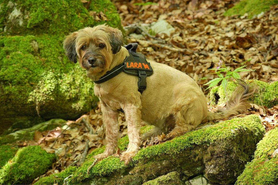 Paseo: Productos y Servicios de Mundo Mascota Paseo: Productos y Servicios de Mundo Mascota