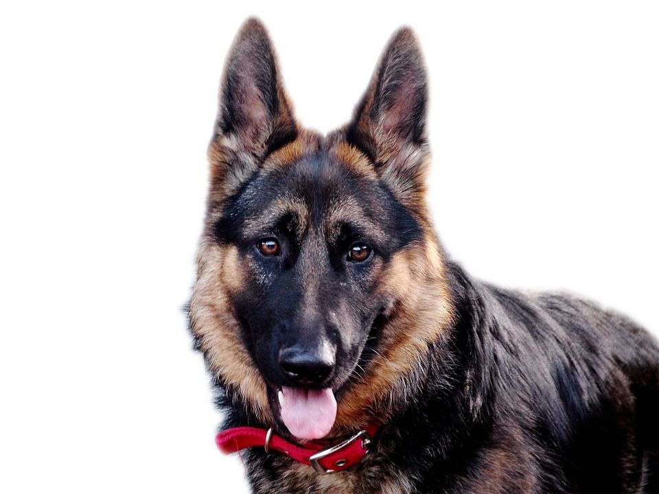 Higiene: Productos y Servicios de Mundo Mascota Higiene: Productos y Servicios de Mundo Mascota