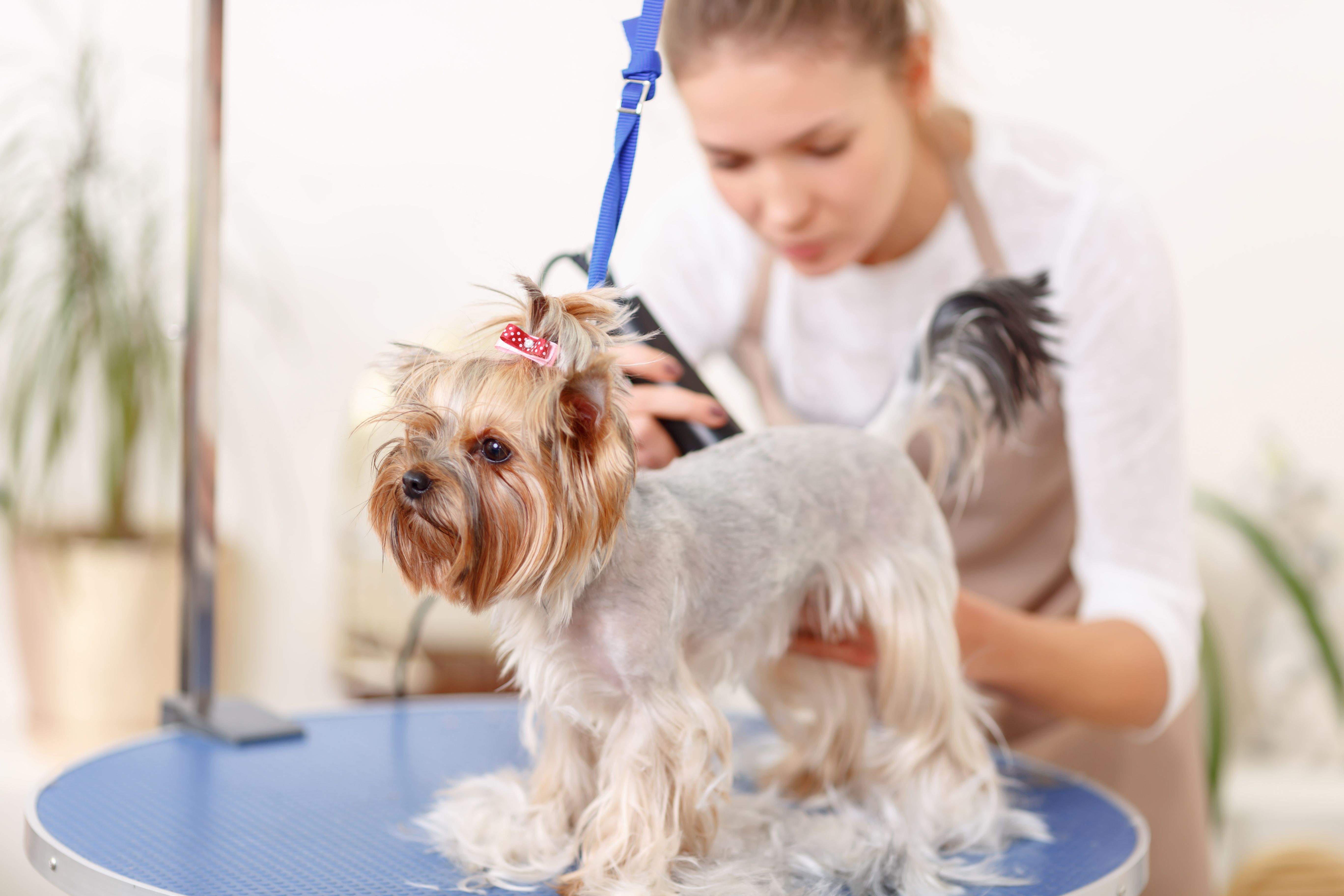 Peluquería canina y felina: Productos y Servicios de Mundo Mascota Peluquería canina y felina: Productos y Servicios de Mundo Mascota