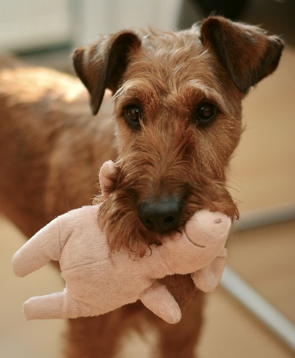 Juguetes: Productos y Servicios de Mundo Mascota Juguetes: Productos y Servicios de Mundo Mascota