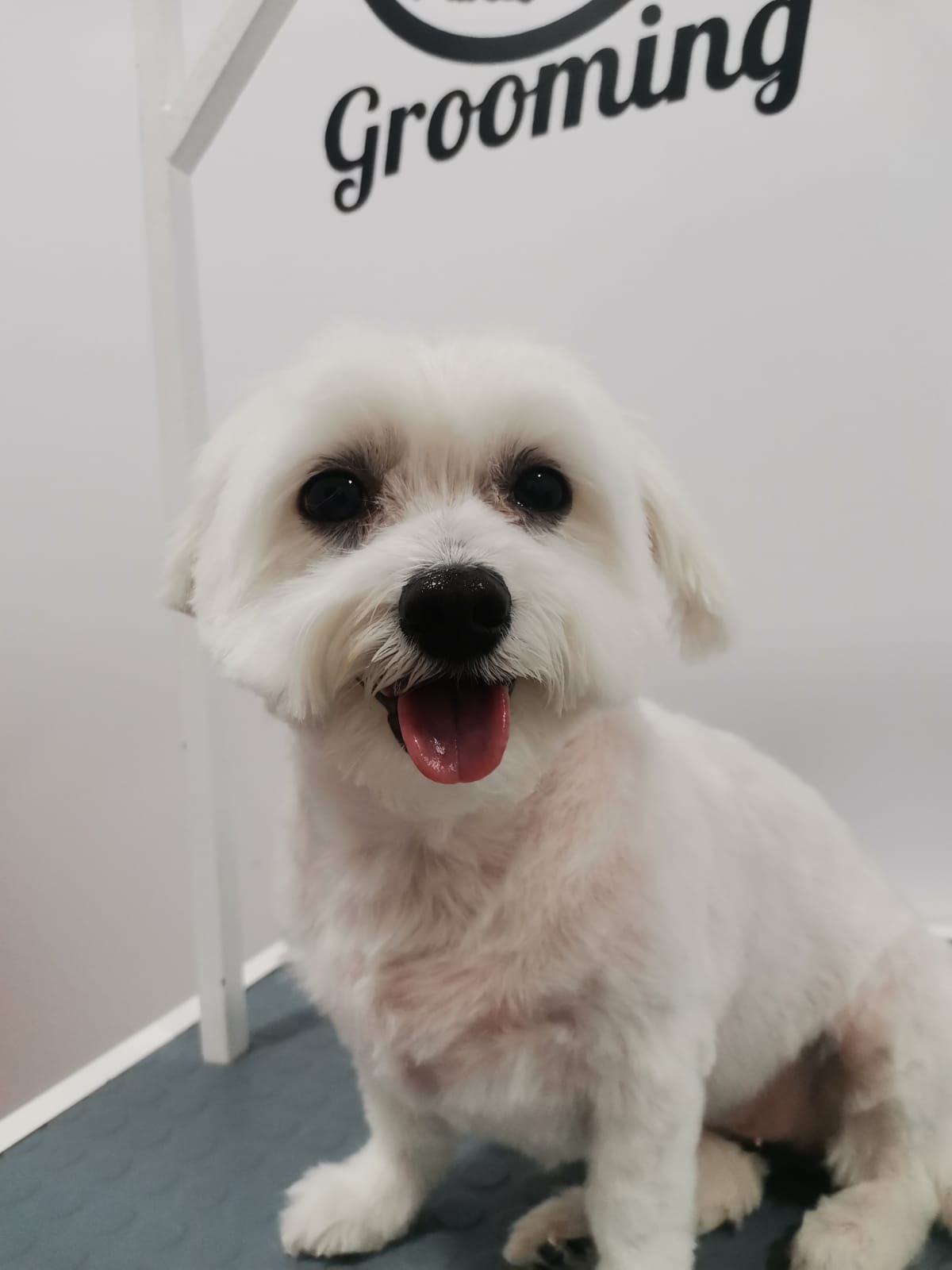 Peluquería: Servicios de Clínica Veterinaria 3 de Mayo Peluquería: Servicios de Clínica Veterinaria 3 de Mayo