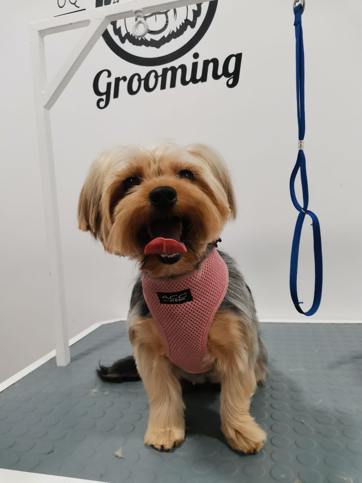 Peluquería: Servicios de Clínica Veterinaria 3 de Mayo Peluquería: Servicios de Clínica Veterinaria 3 de Mayo