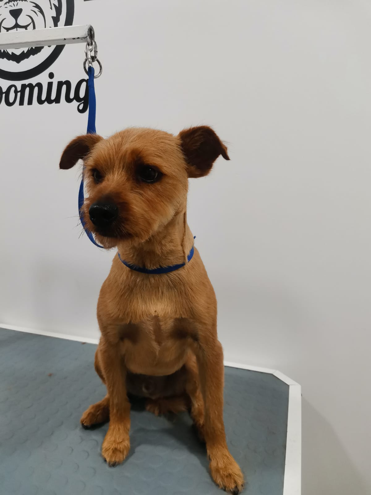 Peluquería: Servicios de Clínica Veterinaria 3 de Mayo Peluquería: Servicios de Clínica Veterinaria 3 de Mayo