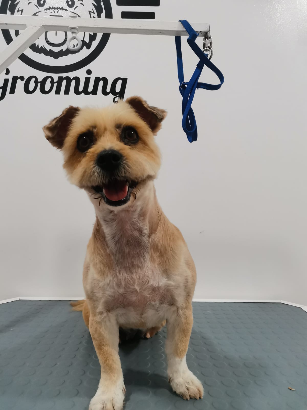 Peluquería: Servicios de Clínica Veterinaria 3 de Mayo Peluquería: Servicios de Clínica Veterinaria 3 de Mayo