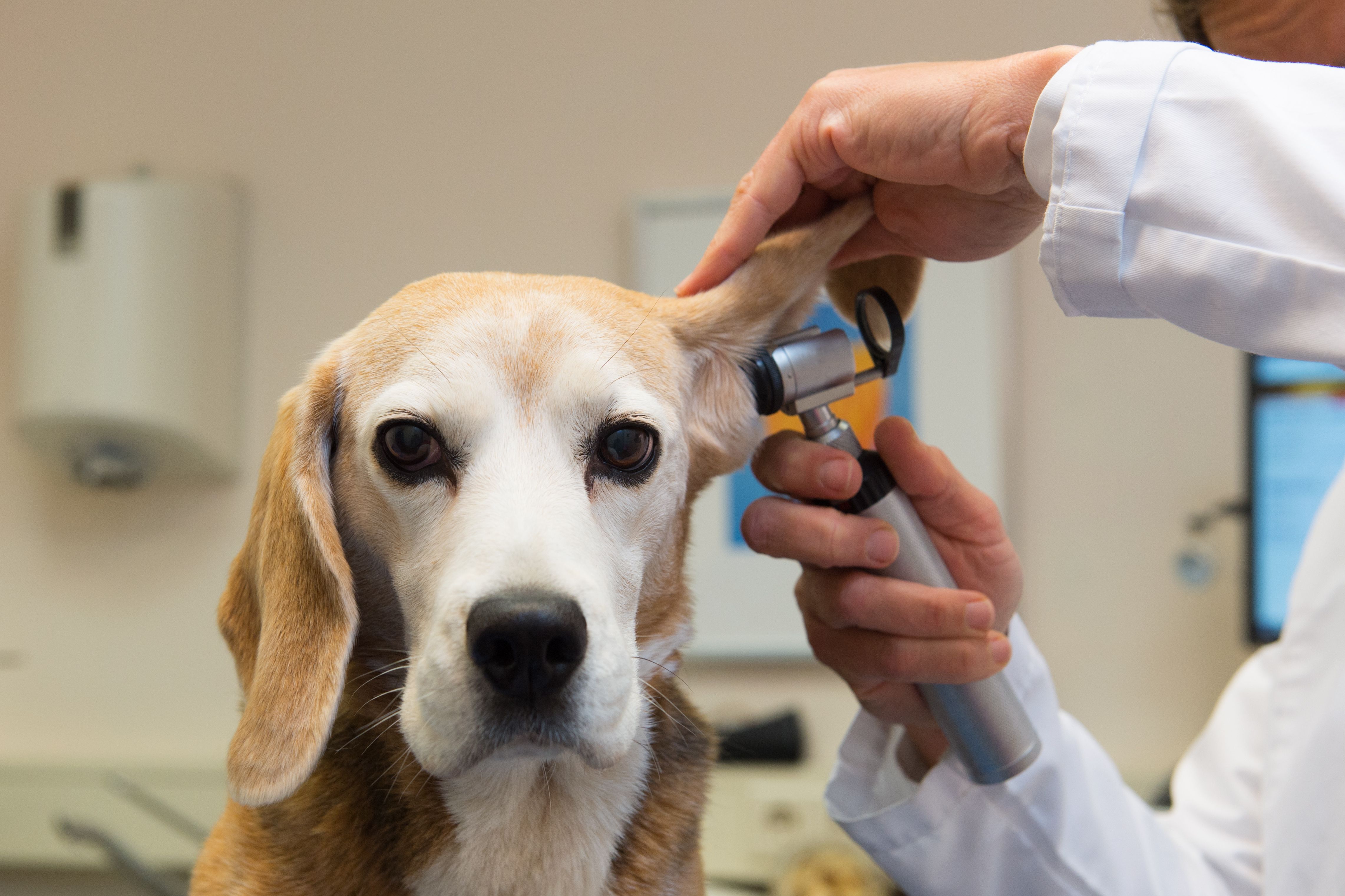 Medicina preventiva: Servicios Veterinarios de Centro Veterinario Antares Medicina preventiva: Servicios Veterinarios de Centro Veterinario Antares