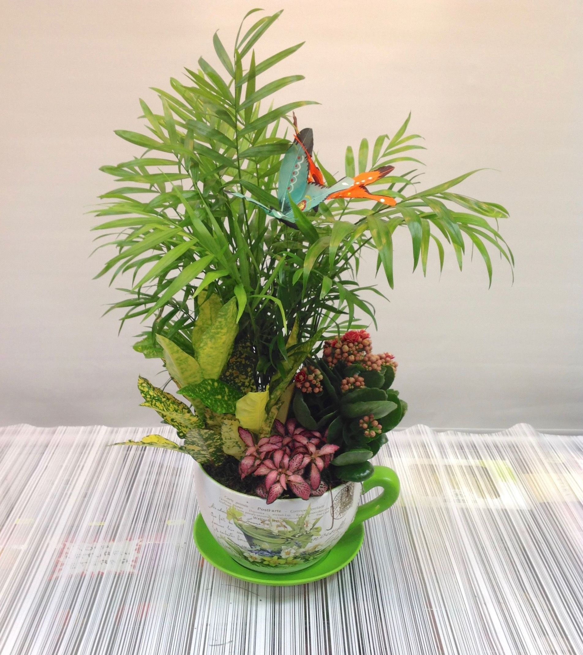 Centro de plantas naturales en taza XXL: Servicios de Floristería Contreras Centro de plantas naturales en taza XXL: Servicios de Floristería Contreras
