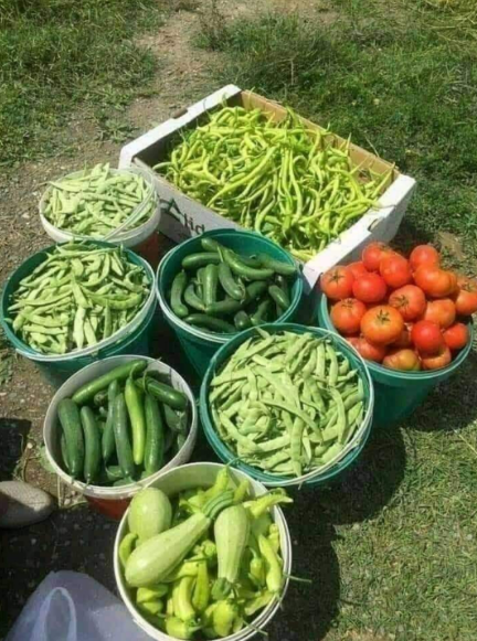 Productos de la huerta: Servicios de Guardería Mikole Productos de la huerta: Servicios de Guardería Mikole
