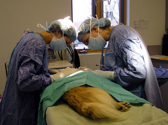 Cirugía veterinaria 