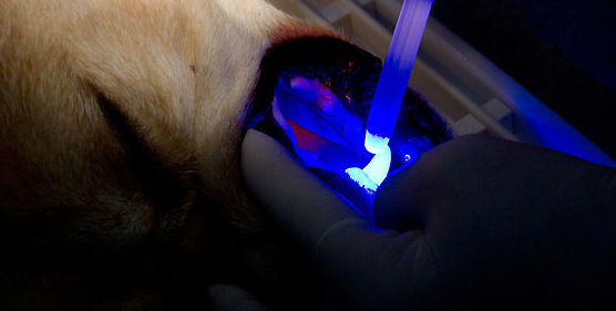 Cirugía : Servicios de Clínica Veterinaria San Roque Cirugía : Servicios de Clínica Veterinaria San Roque