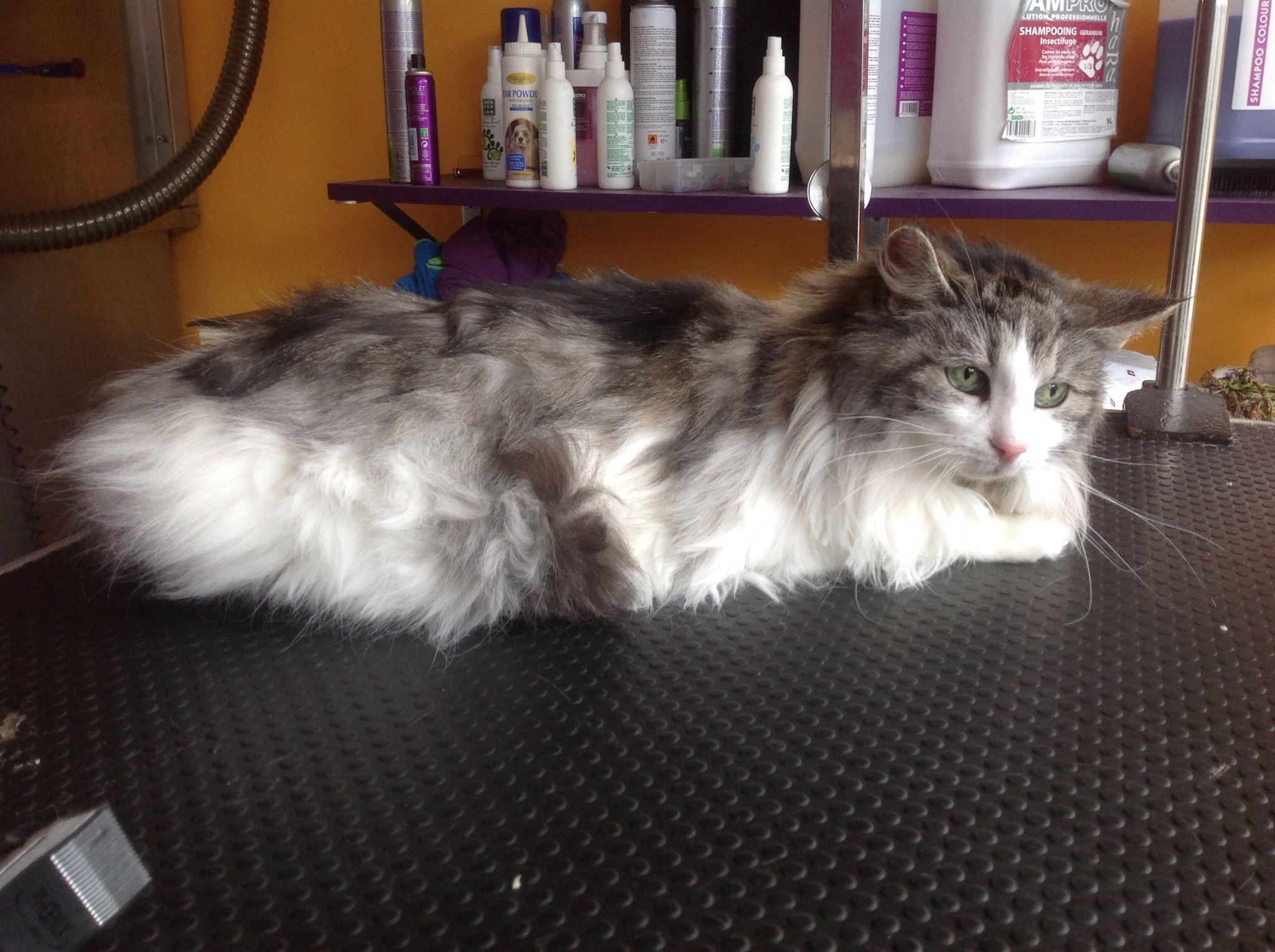 Peluquería felina: Servicios de Peluquería Huellas Donosti Peluquería felina: Servicios de Peluquería Huellas Donosti