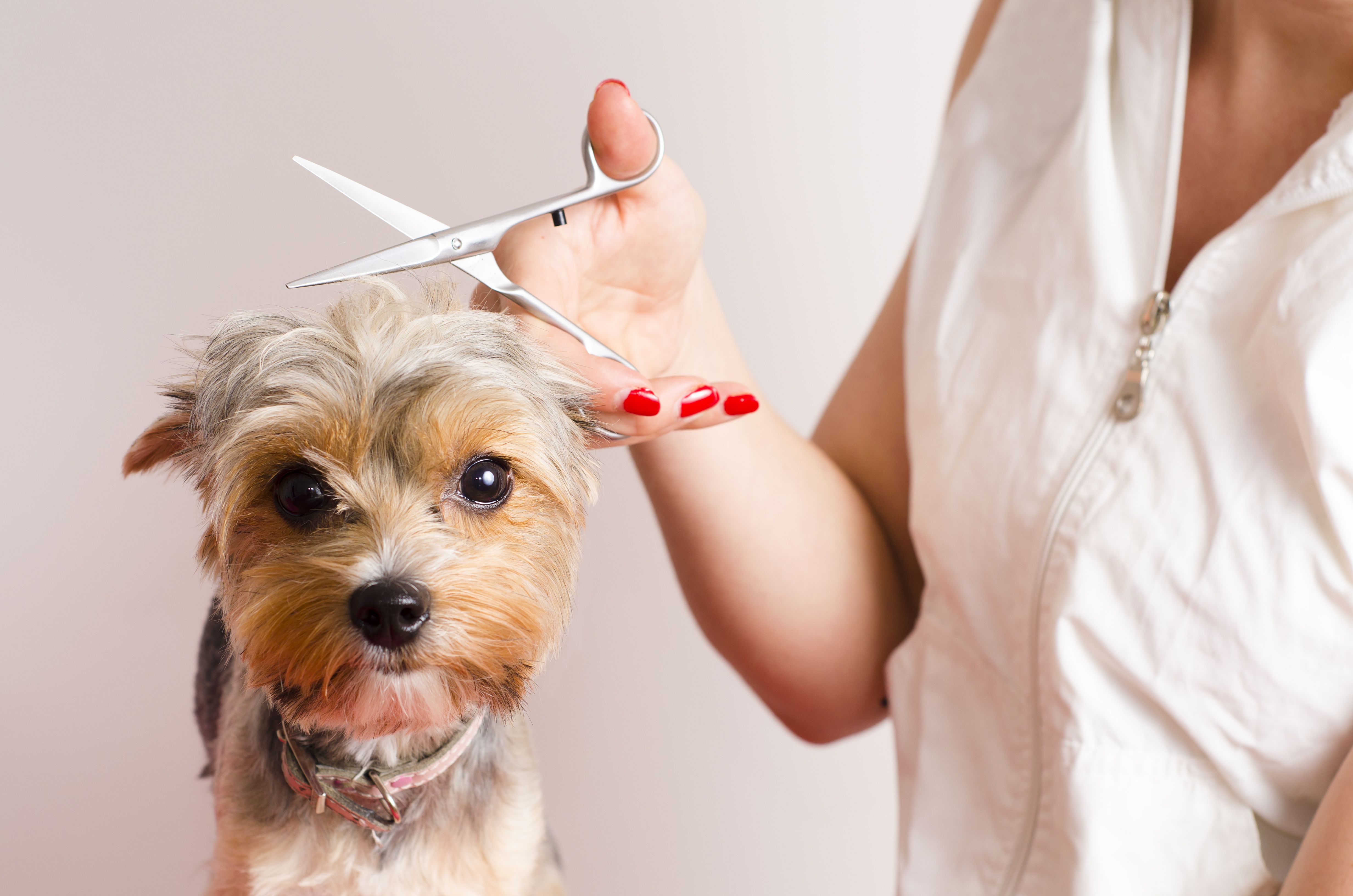 Peluquería canina: Servicios de Peluquería Huellas Donosti Peluquería canina: Servicios de Peluquería Huellas Donosti