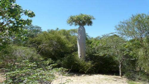 Madagascar clásico: Servicios de Viajes a Madagascar Madagascar clásico: Servicios de Viajes a Madagascar