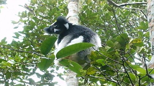 Madagascar clásico: Servicios de Viajes a Madagascar Madagascar clásico: Servicios de Viajes a Madagascar