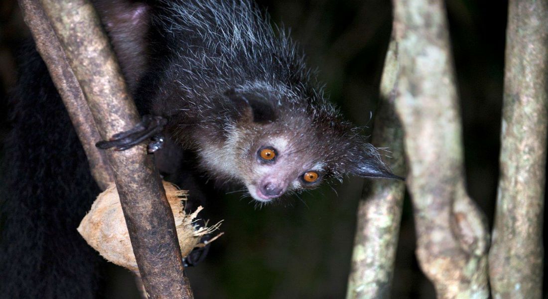 El noroeste, de Masoala a Marojejy: Servicios de Viajes a Madagascar El noroeste, de Masoala a Marojejy: Servicios de Viajes a Madagascar