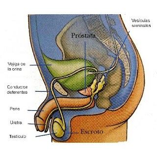 Cirugia urologica: Servicios de Dr. Cuervo Urólogo