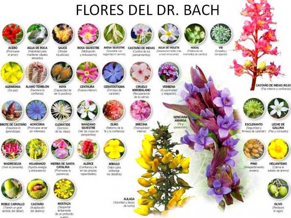 Flores de Bach: Terapias de Wellnes Avenida Flores de Bach: Terapias de Wellnes Avenida