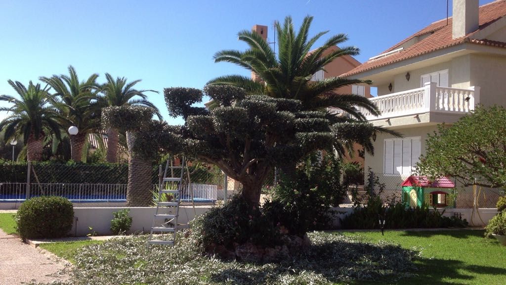 Podas de árboles: Servicios de Ruepra Podas de árboles: Servicios de Ruepra