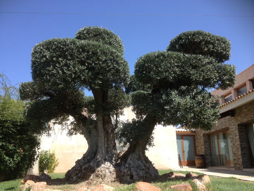 Podas de árboles: Servicios de Ruepra Podas de árboles: Servicios de Ruepra