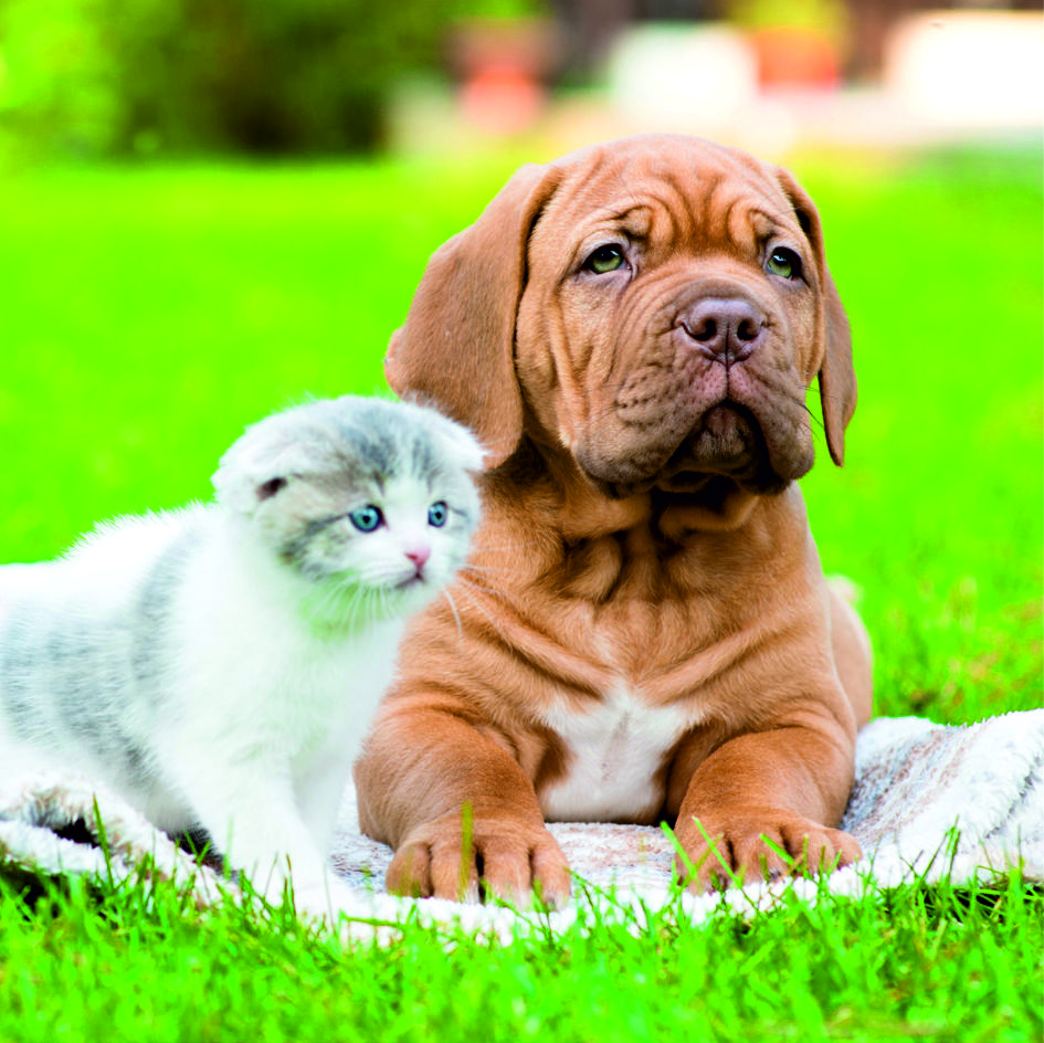 Animales ref 42: Nuestros Productos de Gráficas Kalendex Animales ref 42: Nuestros Productos de Gráficas Kalendex