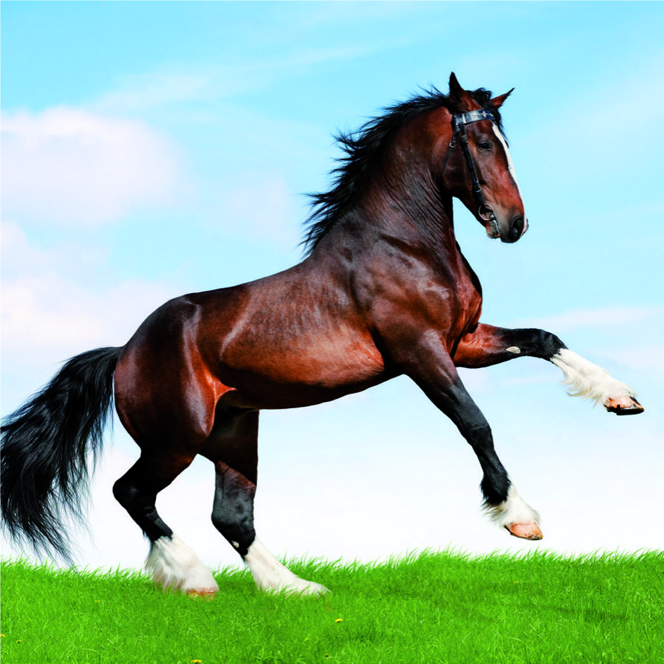 Animales ref 46: Nuestros Productos de Gráficas Kalendex Animales ref 46: Nuestros Productos de Gráficas Kalendex