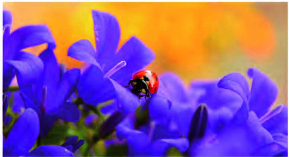 Referencia 98 - Flores: Nuestros Productos de Gráficas Kalendex Referencia 98 - Flores: Nuestros Productos de Gráficas Kalendex