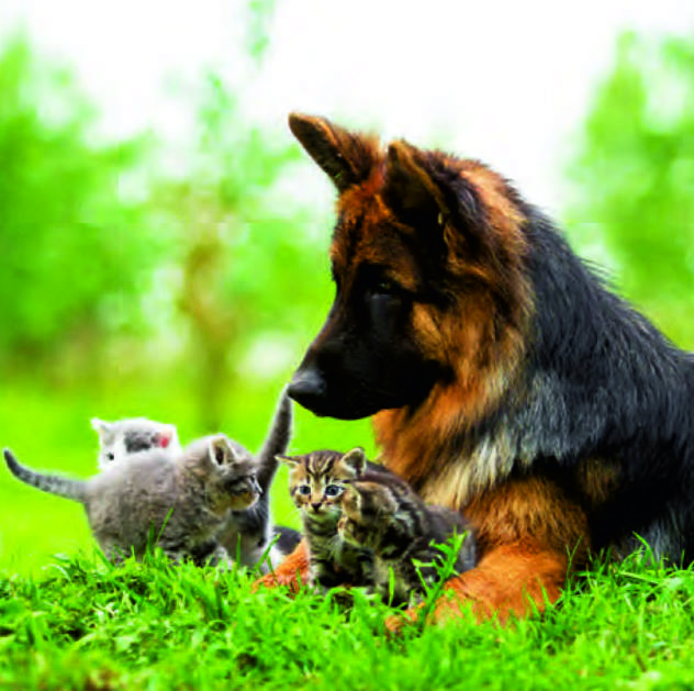 Animales ref 42: Nuestros Productos de Gráficas Kalendex Animales ref 42: Nuestros Productos de Gráficas Kalendex