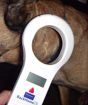 Microchip: Especialidades de Consultori Veterinari Can Parellada Microchip: Especialidades de Consultori Veterinari Can Parellada
