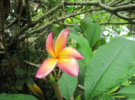 Masaje Hawaiano: Servicios de Masaje Deportivo Relax Masaje Hawaiano: Servicios de Masaje Deportivo Relax