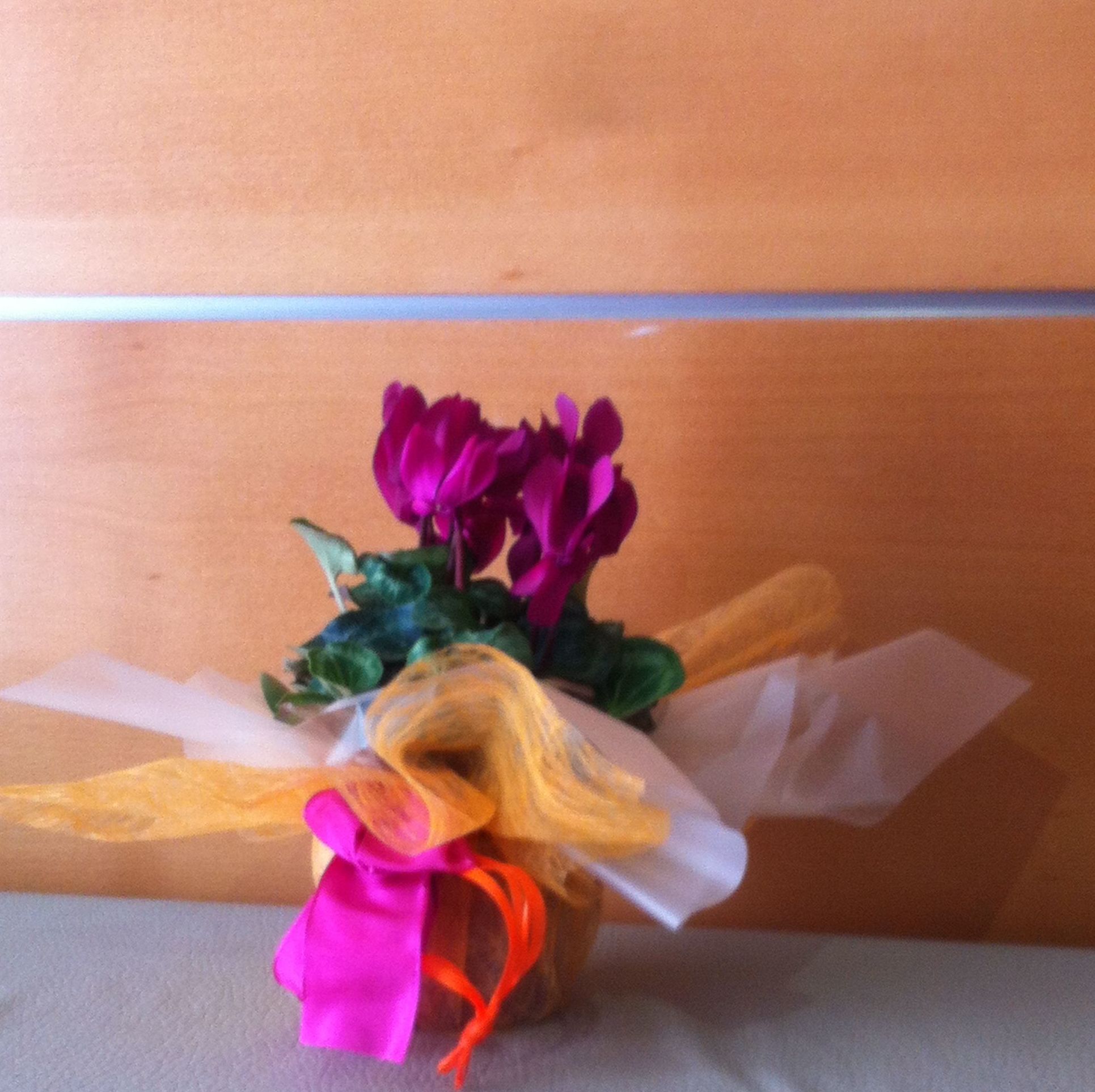 Plantas: Servicios de Floristería Lola Plantas: Servicios de Floristería Lola